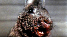 nightofthelepus3