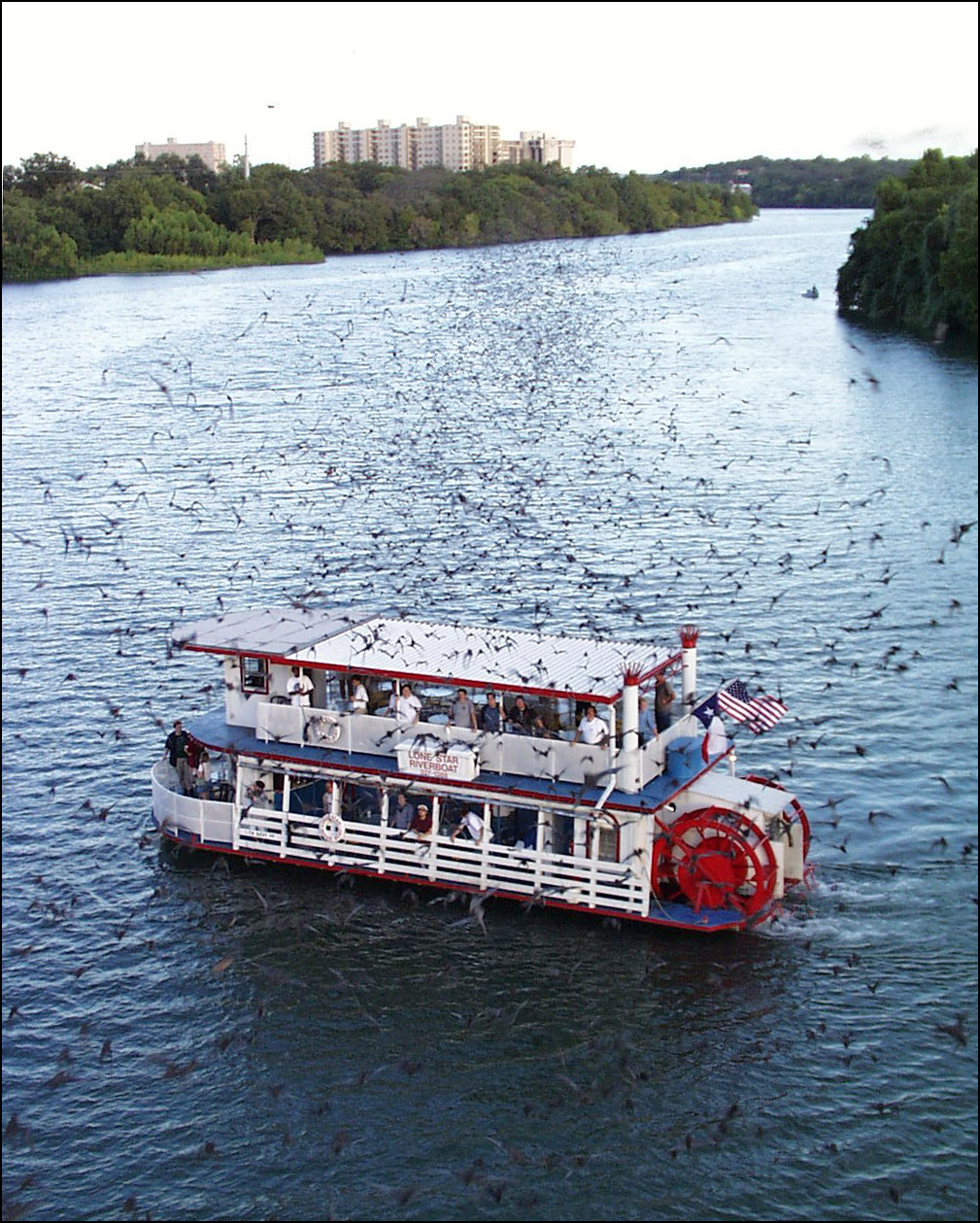 bats-by-town-lake-boat