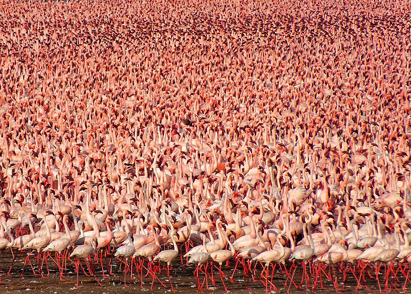 millions-of-pink-flamingos-at-lake-nakuru-1