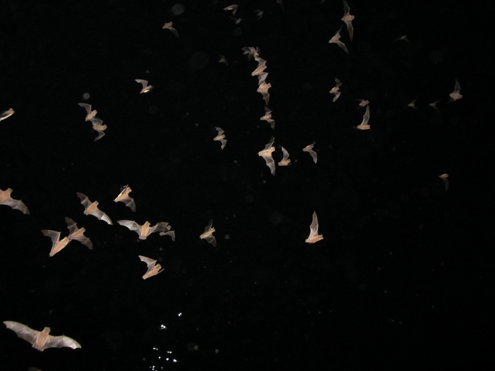 bats-caught-in-flash