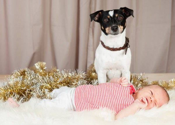 dog-photog-xmas-popup-288-600x428